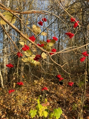 фото Д. Сунгатуллиной. Горькая калина.