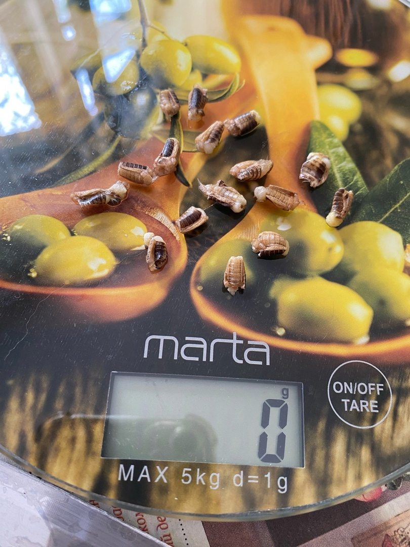 Брюшки домовых сверчков предимаго