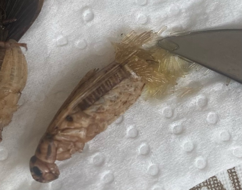 Яйца сверчка имаго