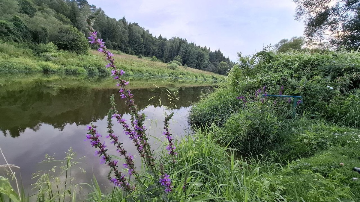 Река Нара. Прямо за нашим забором❤