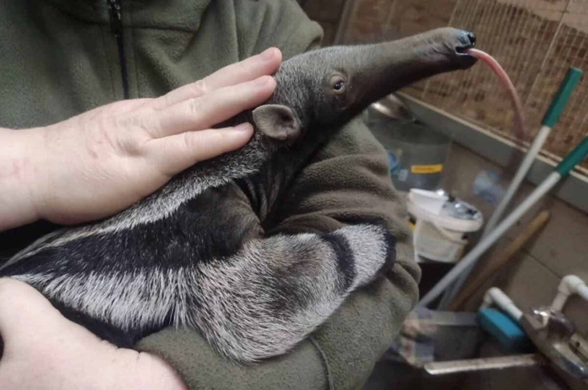    В калининградском зоопарке умер малыш-муравьед