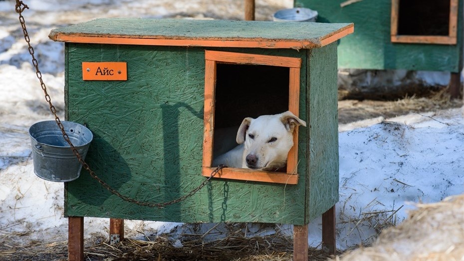    Автор фото: Сергей Ермохин / "ДП"