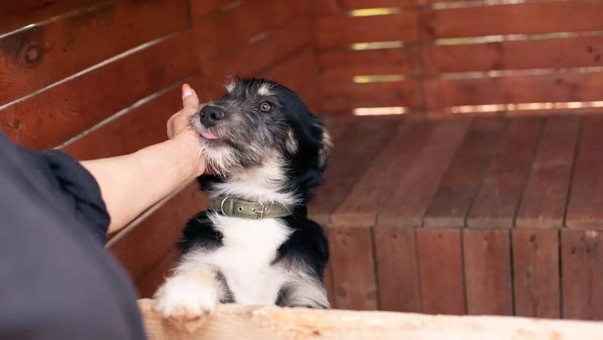     Источник: Telegram-канал приюта «Островок надежды»