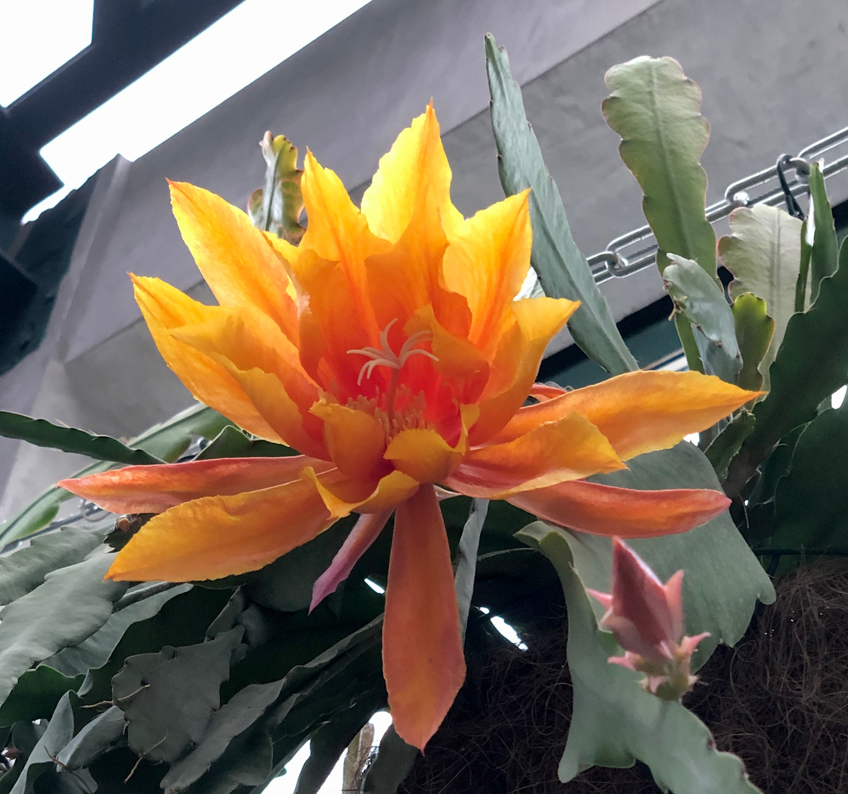 Пример удачного, на мой взгляд, освещения фотографируемого цветка кактуса (редчайшего сорта, между прочим). Фотографии в тексте мои.