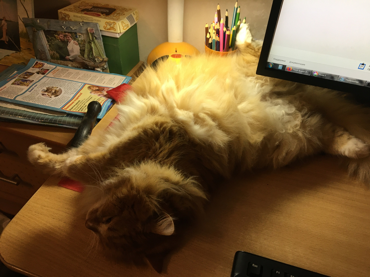 Вот так Беша любит лежать! Фото автора