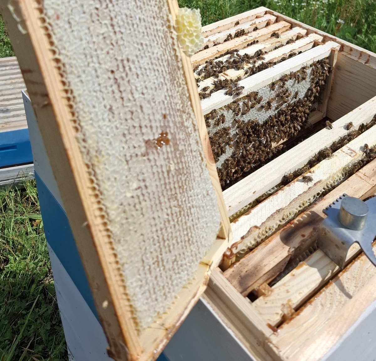 Магазинная надставка с полными медовыми рамками. Пасека на Наре 2024 г.