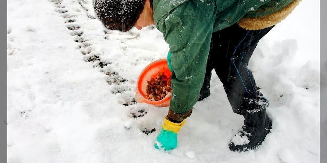ТОП-8 правил посадки лука севка под зиму: как просто и быстро провести подзимнюю посадку лука