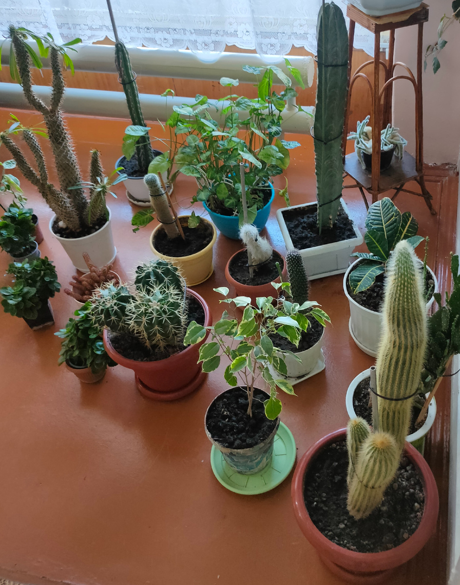 Кактусы собираются выбрасывать