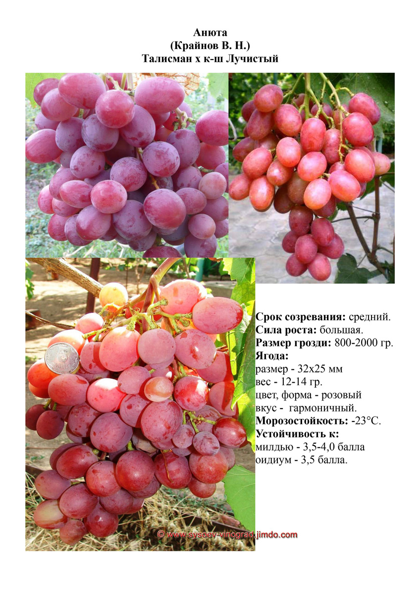 Фото из открытого источника