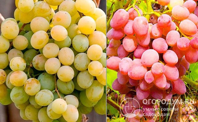 Фото из открытого источника. Слева - Талисман, справа кишмиш Лучистый.