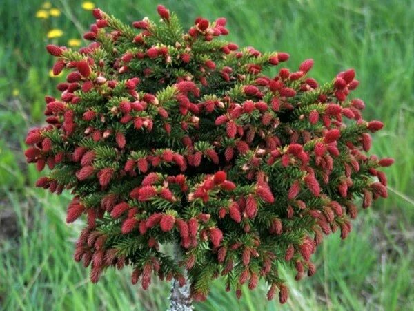 Picea abies Punahilkka фото со страницы ИМ Хвойная Коллекция