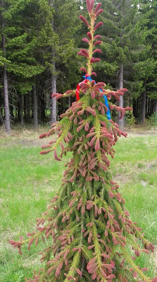 Picea abies Punapaula фото со страницы ИМ Хвойная Коллекция