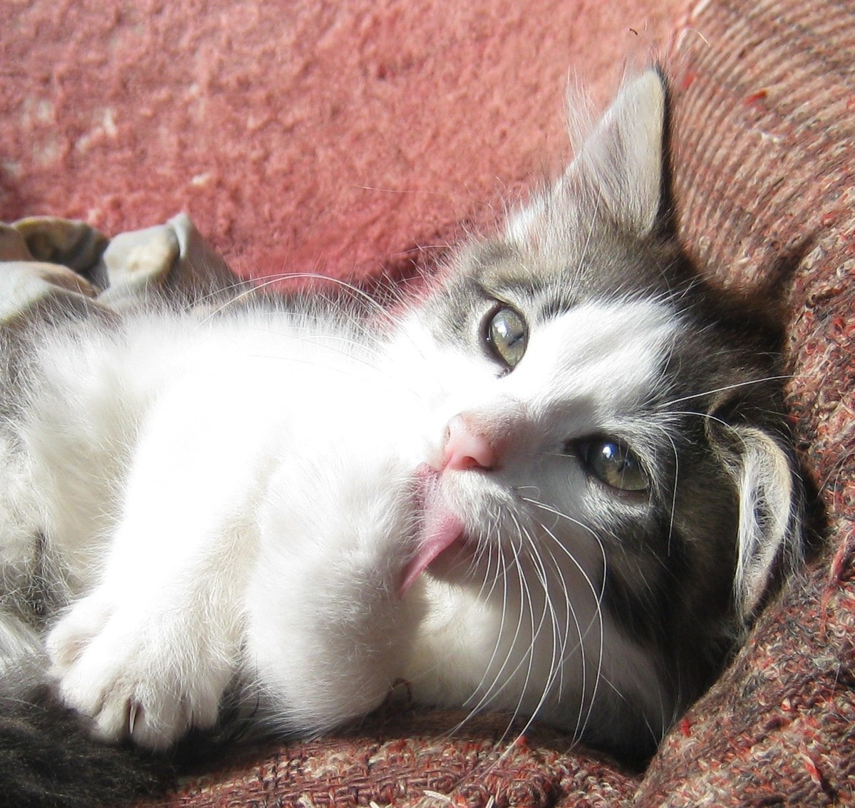 Стешка © LaneStrannik  Кошка. Фото автора.