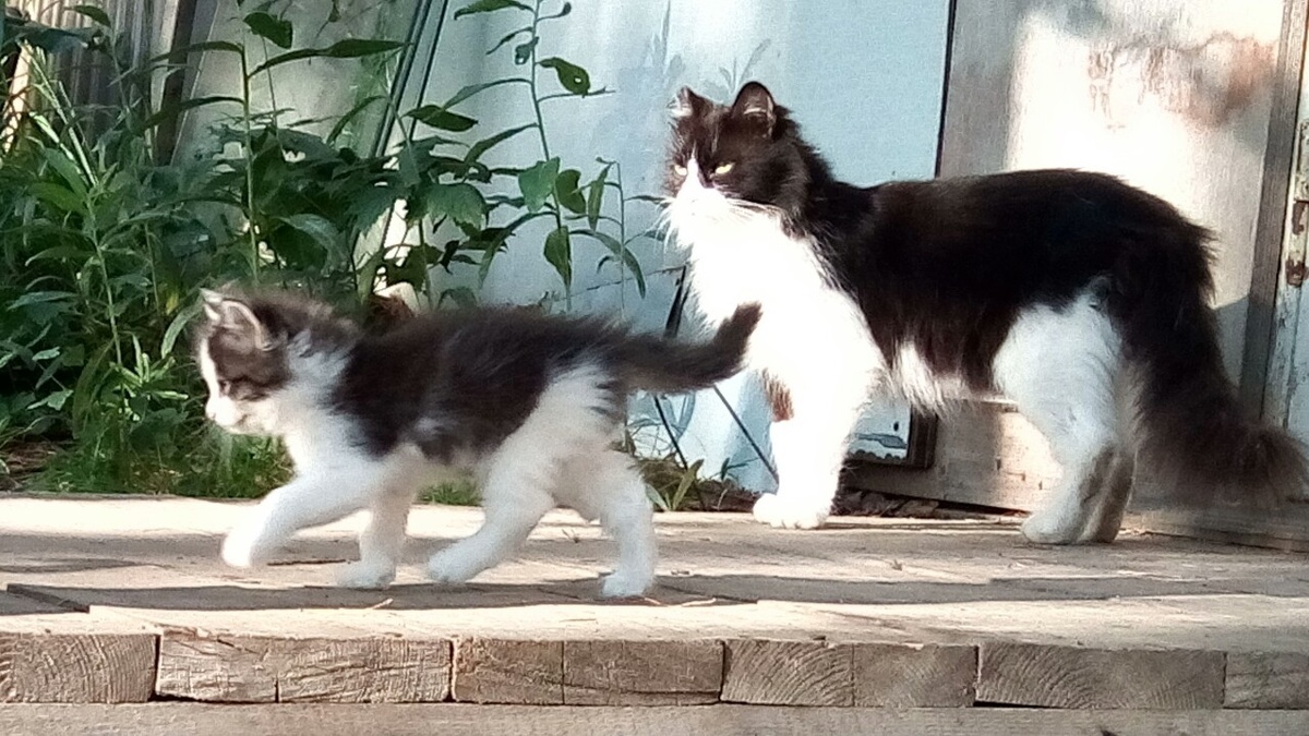 Стешка и мама-кошка киса Василиса. Фото автора.