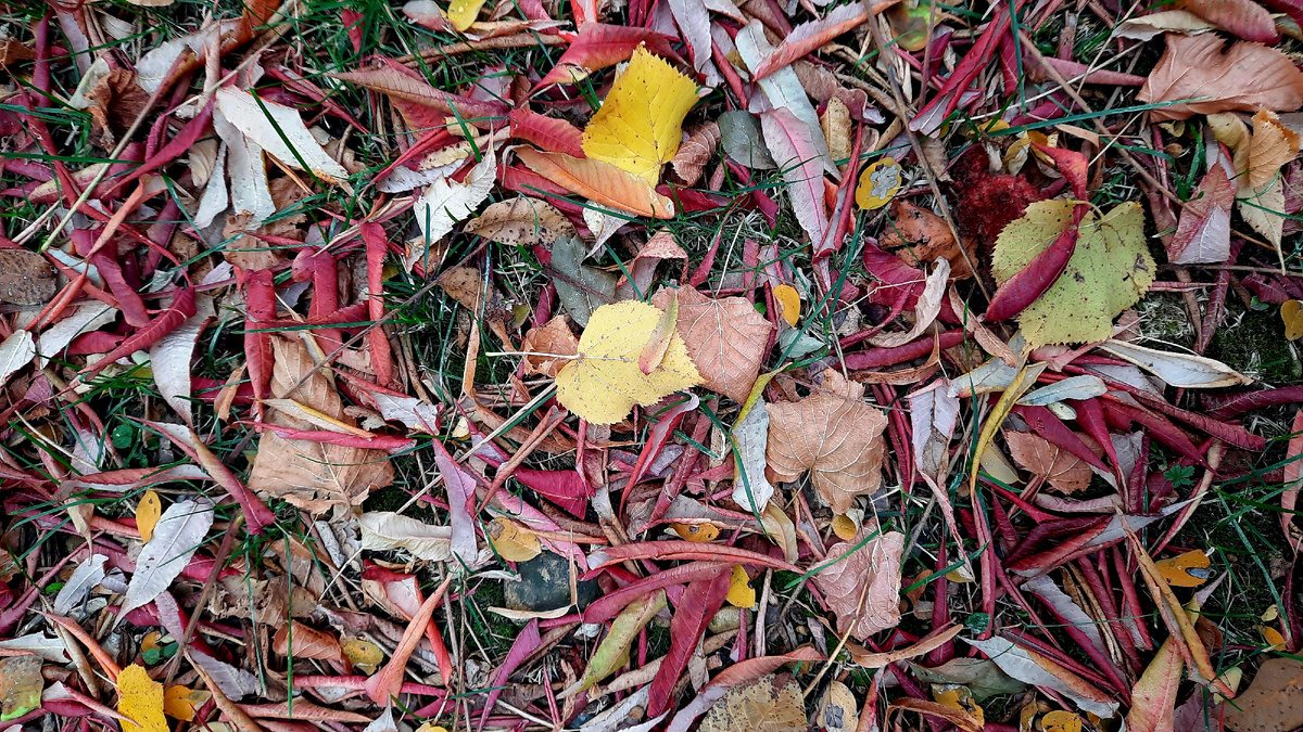 Краски осени 🍁🧡🍂