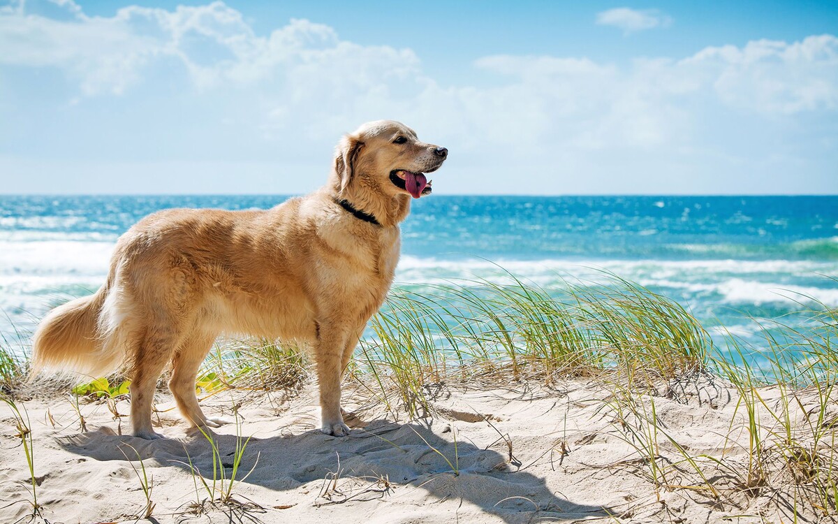 фото с Яндекс.Картинки