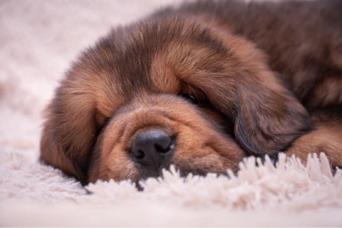 Мой личный щенок