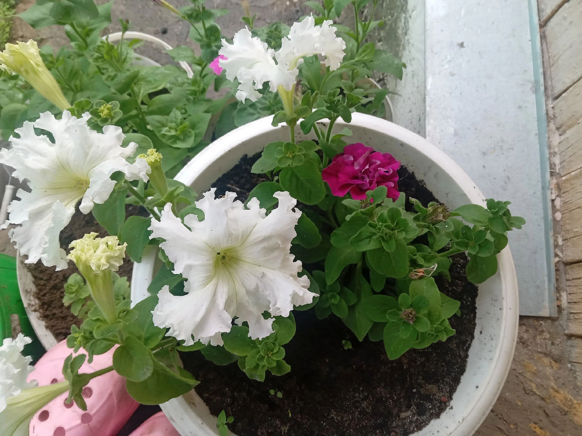 При подготовке компоста вношу в кучу петунии вместе с землей из кашпо и вазонов