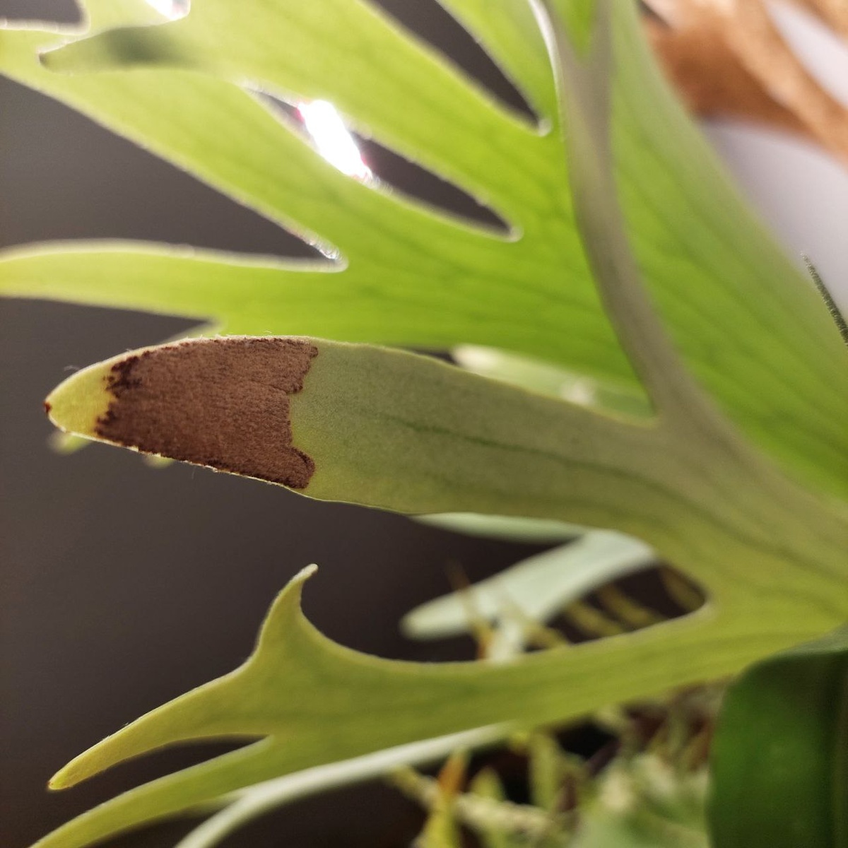 Сорусы на платицериуме, автор: @ds_fern