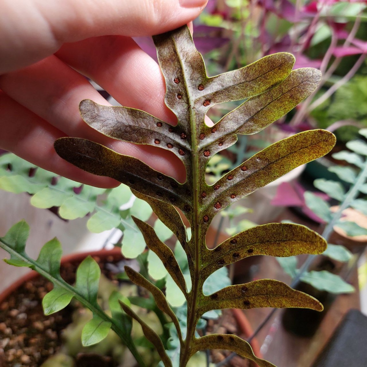 Сорусы на леканоптерисе, автор: @ds_fern