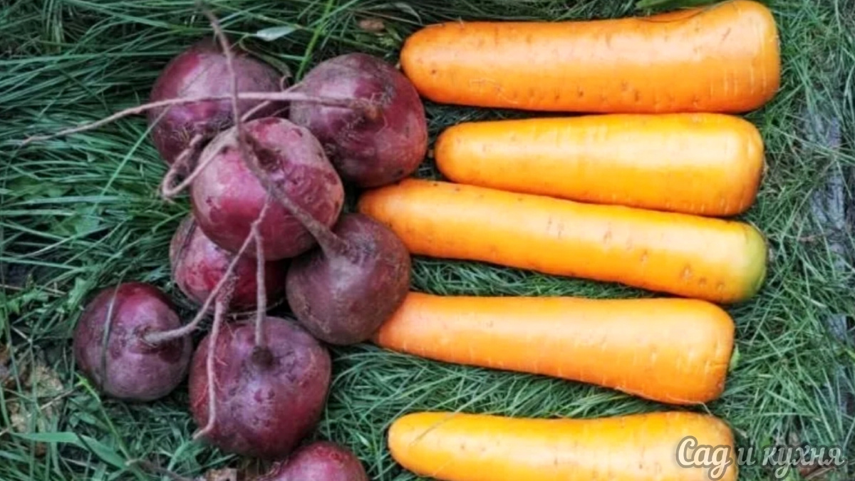 Сбор свёклы и моркови.