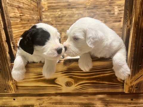 Личное фото моих щенков бобтейла