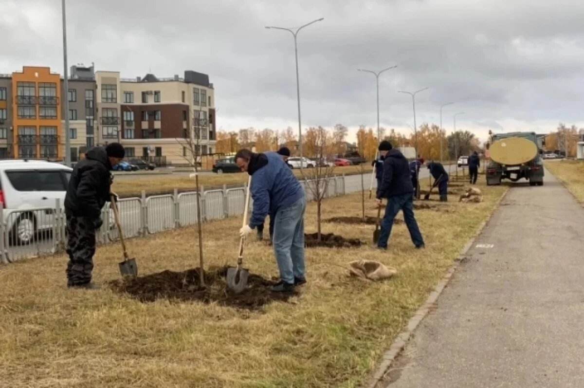    На проспекте Зырина в Ульяновске посадили 52 липы
