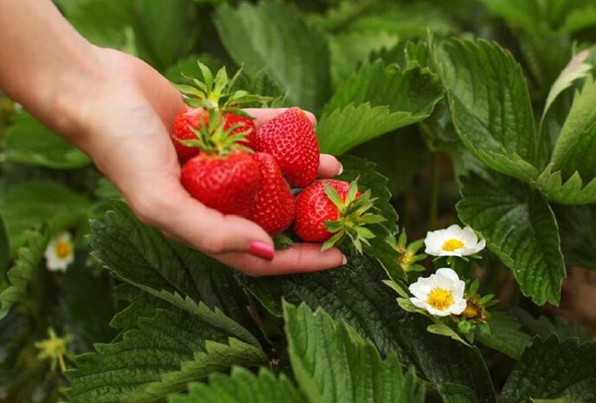    Вслед за земляникой не всякую культуру сажать можно