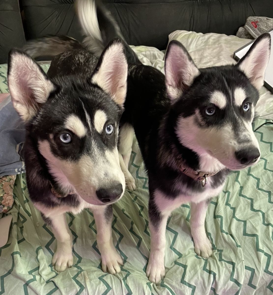 Сестрёнки - Бено и Мона.