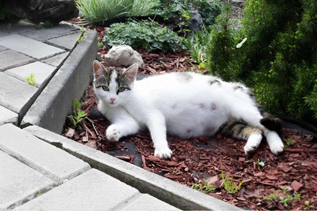 Беременная кошка 