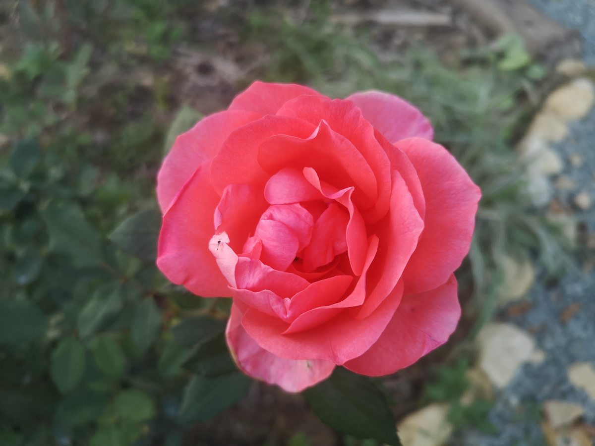 Просто для картинки