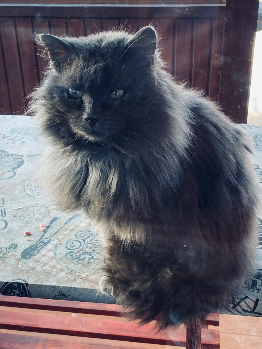 Красавец Дымок. Везде фото автора.