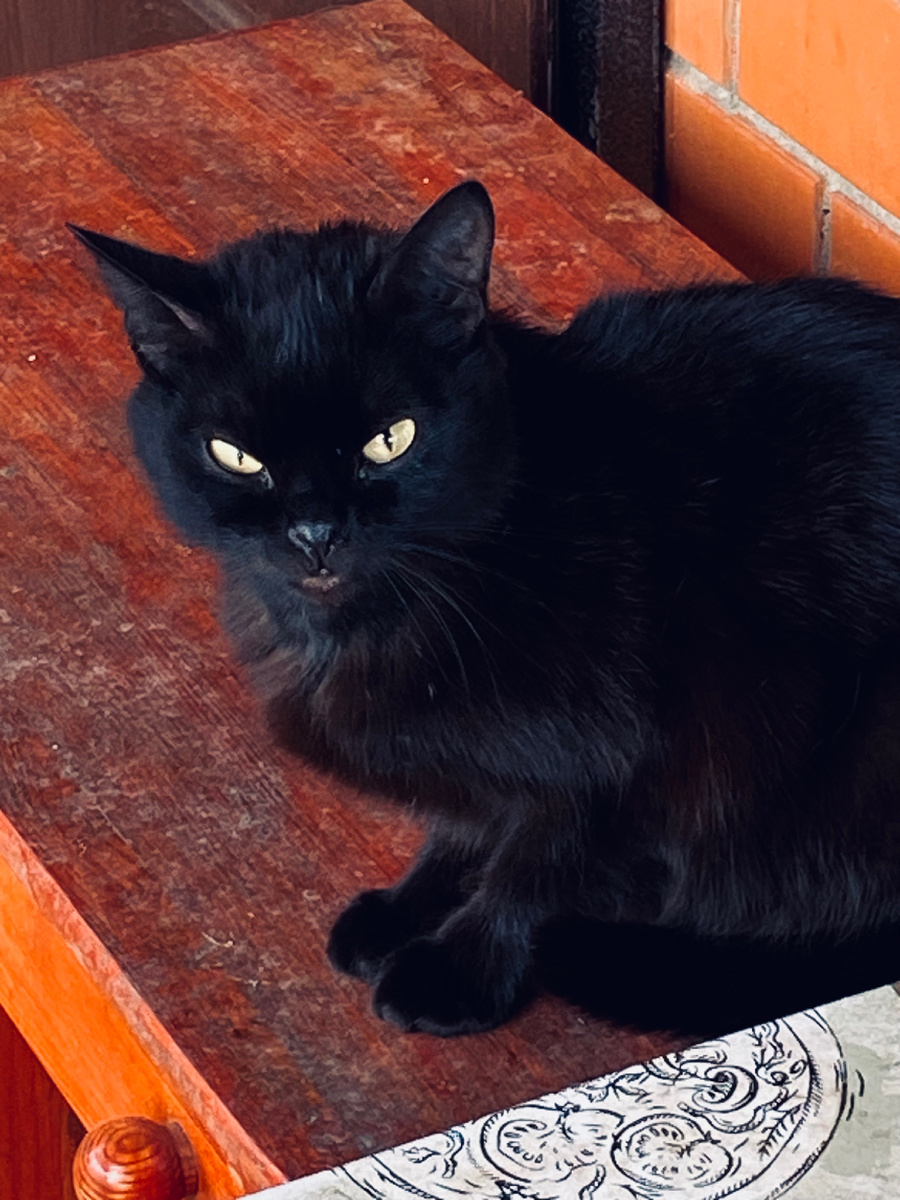 Ася. Все-таки какие они вредные, эти коты!