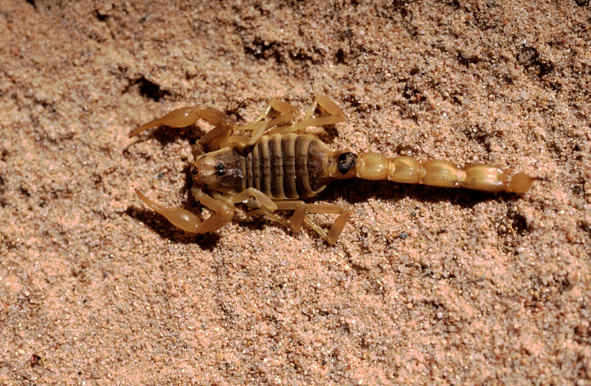 Konstantin Mikhailov/Russian Look