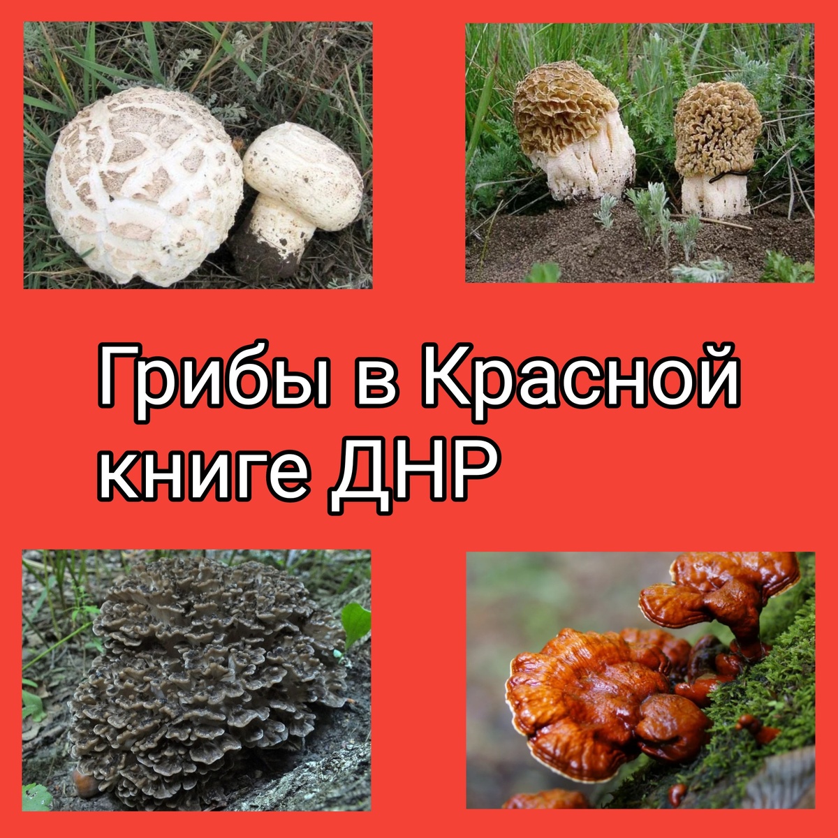 Pin by Zlatislava AT on education business phyla Place card holders, Health and 