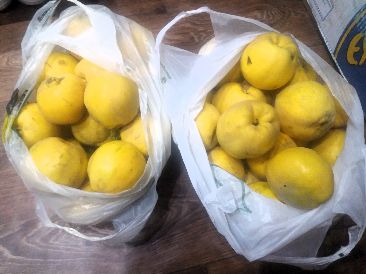 Такая айва, фото автора