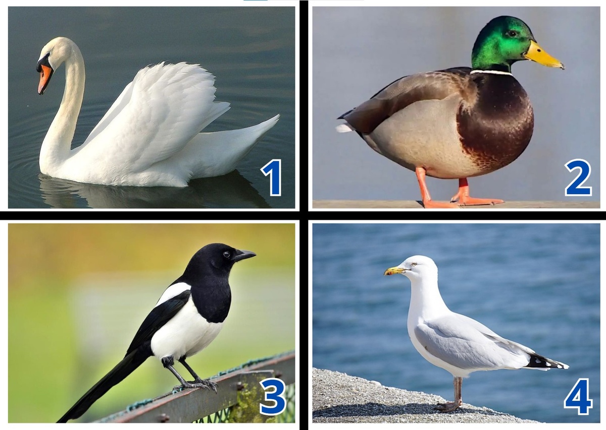 коллаж автора публикации