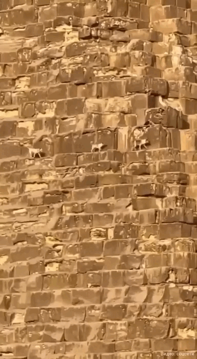    Всё это произошло две недели назад. А спустя это время оказалось, что пёс не только вернулся на 139-метровую вершину, но и привёл с собой друзей. На опубликованном в Сети видео можно разглядеть не менее трёх животных, которые прошли уже более половины пути к вершине.