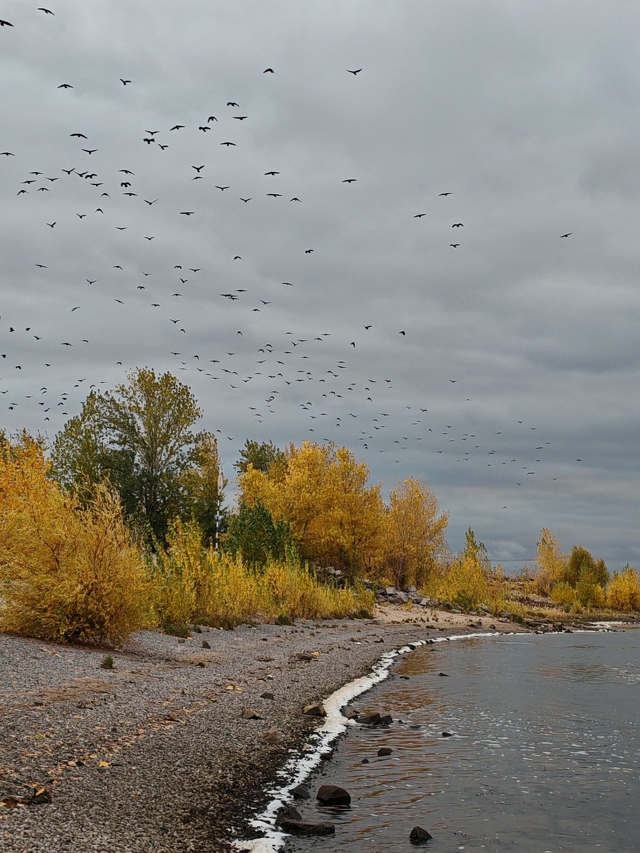 Берег Волги