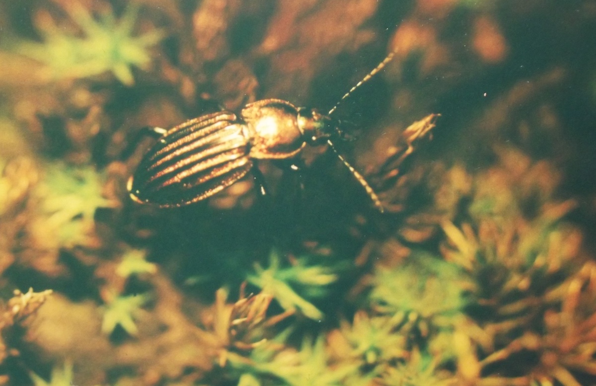 Жужелица блестящая (Carabus nitens), бронзовая цветовая форма. Фото Антона Бибилова