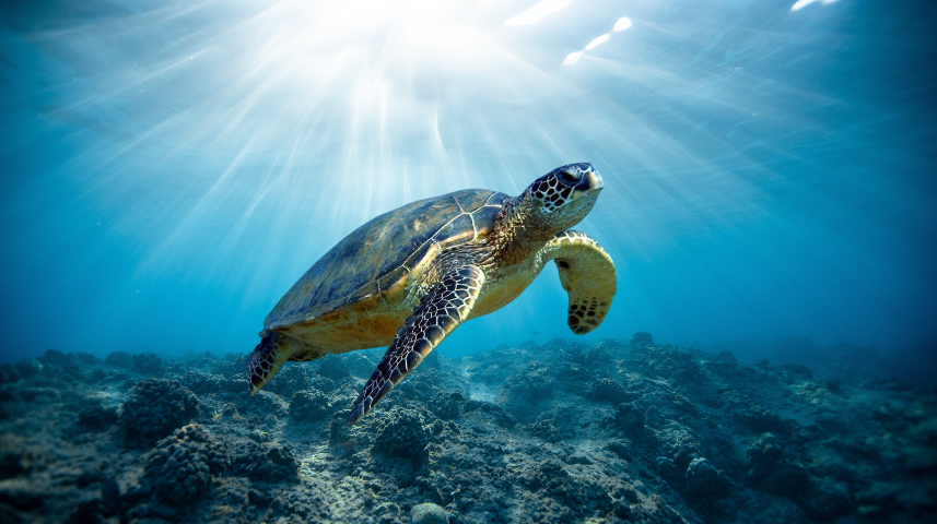 Морская зеленая черепаха