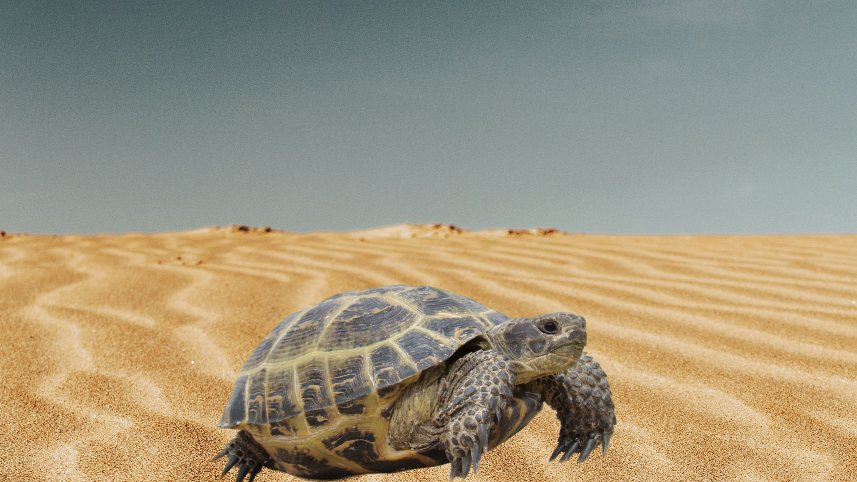 Среднеазиатская черепаха