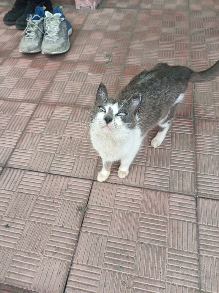 Именно так выглядела кошка