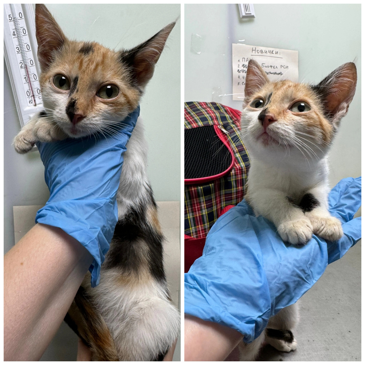 Малышку Перлиту нашли на улице.