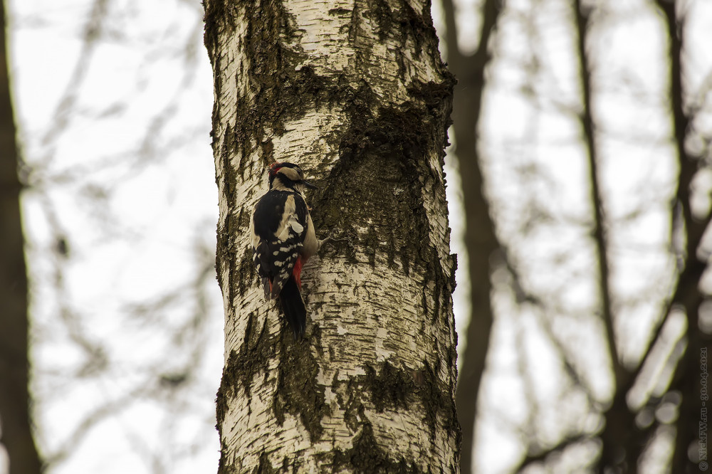 2. БПД на берёзе © NickFW.ru — 30.04.2021г.