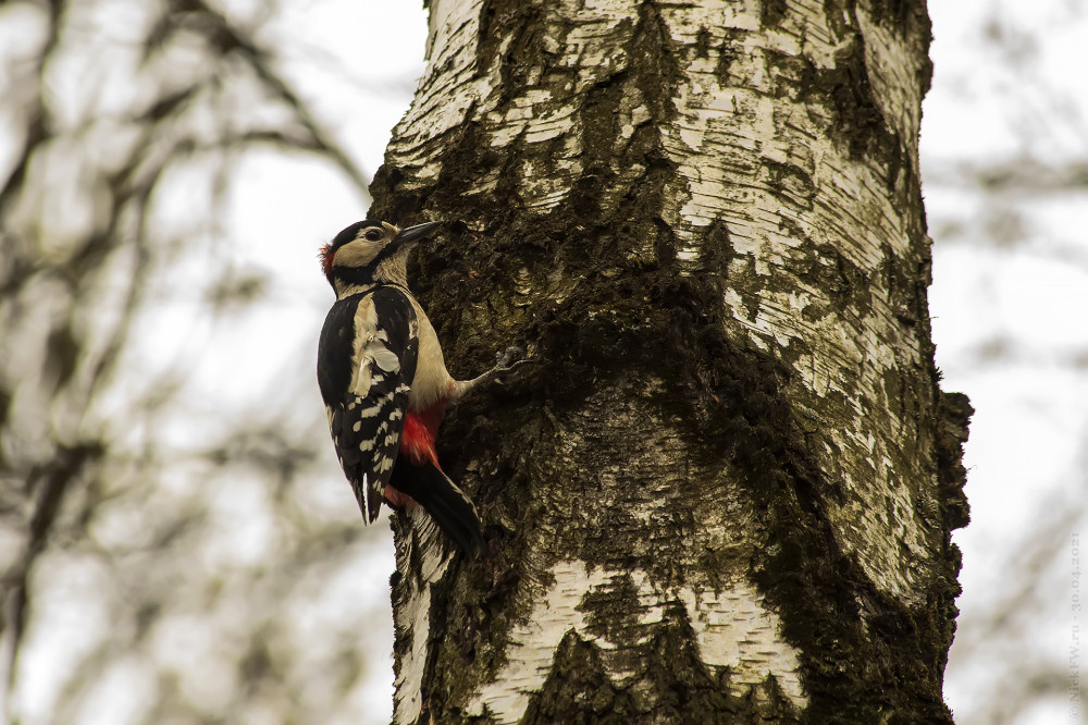 1. БПД на берёзе © NickFW.ru — 30.04.2021г.