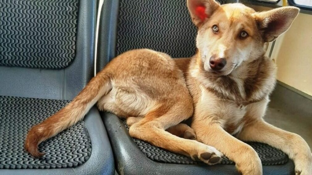 картинка из интернета