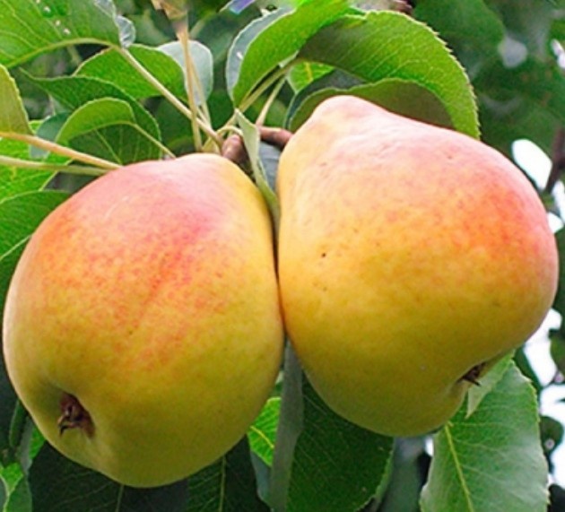 Плоды груши Флейта. Фото из открытых источников мнтернета.