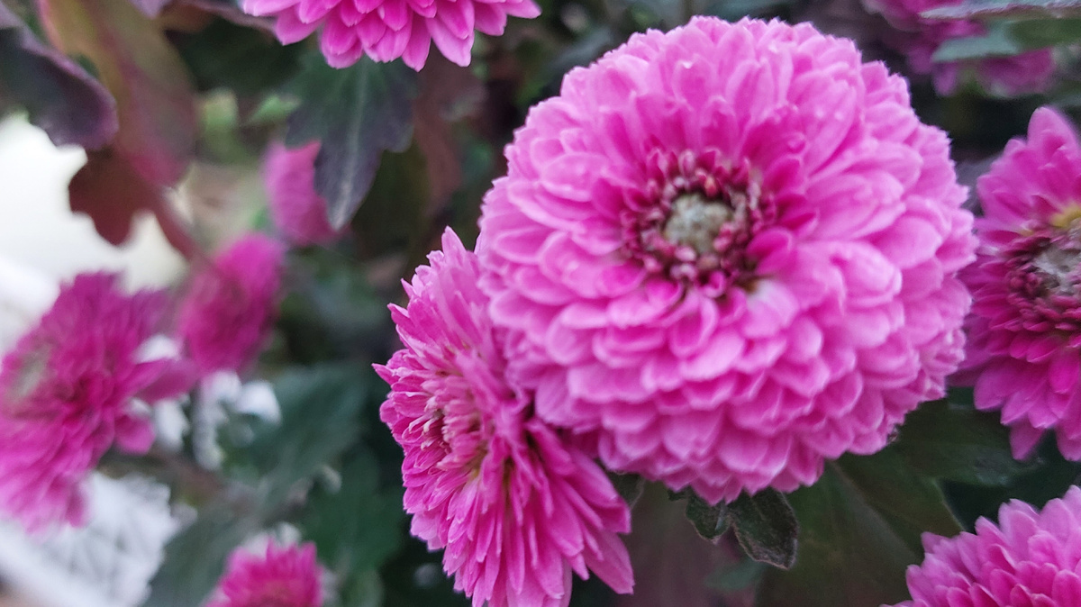 Хризантема мультифлора. 