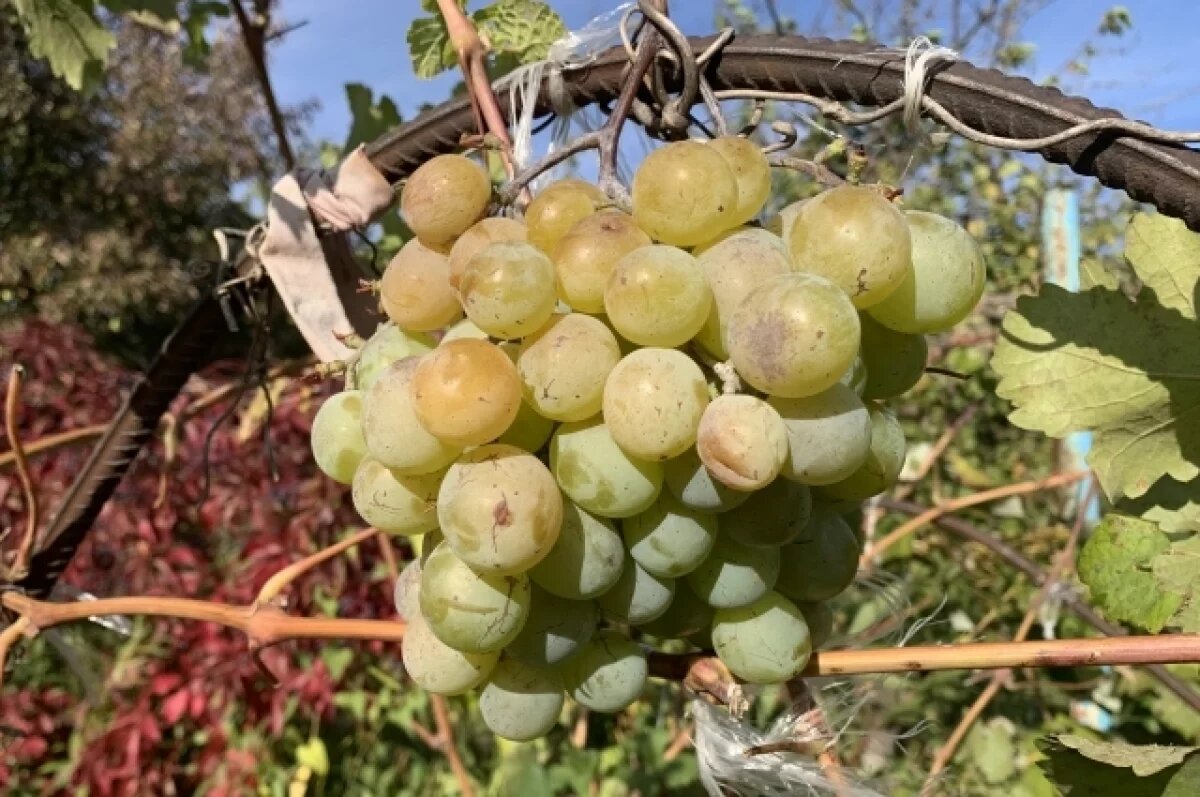    В Новосибирске агроном дала советы по обрезке малины и винограда